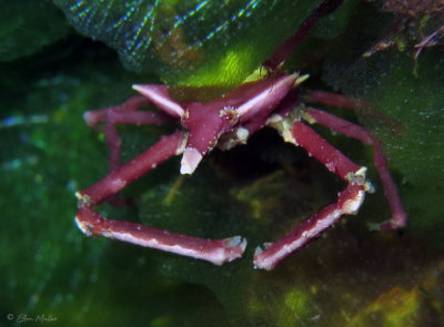Epialtus kingsleyi
