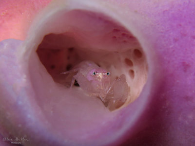 Periclimenaeus Shrimp