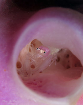 Periclimenaeus Shrimp