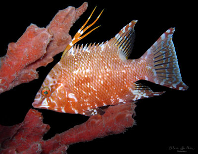 Hogfish