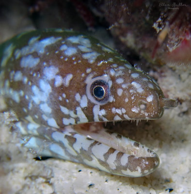 Marbled Moray