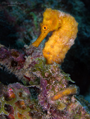 Orange Seahorse