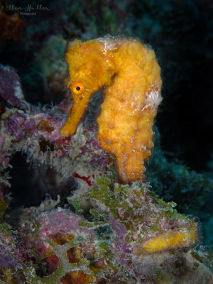 Orange Seahorse