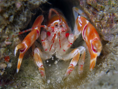 Red-orange Ghost Shrimp