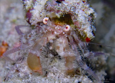 Spoteye Hermit
