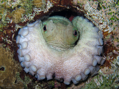 Octopus
