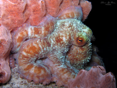 Reef Octopus
