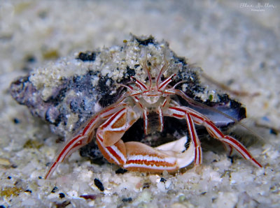 Candy Striped Hermit