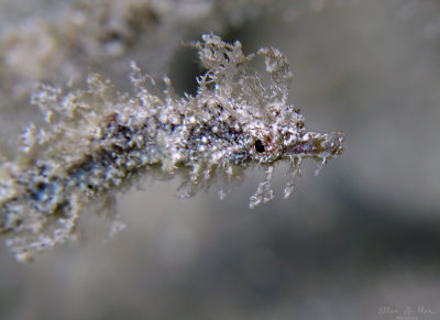 Pipehorse