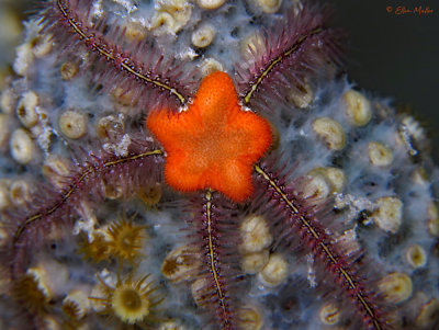Angular Brittle Star