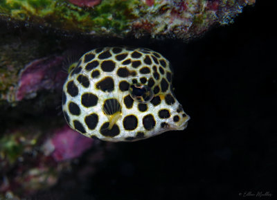 Juv Spotted Trunkfish