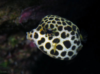 Juv Spotted Trunkfish