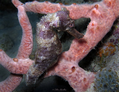 Seahorse on Pink