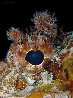 Scorpion Eye