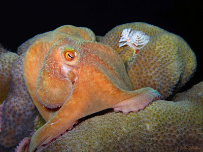 Caribbean Reef Octopus