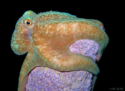Caribbean Reef Octopus