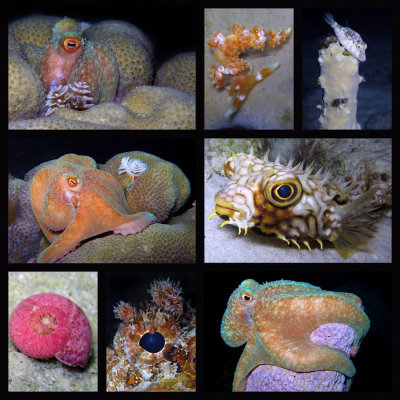 Night Dive