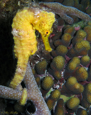 Seahorse