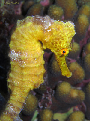 Yellow Seahorse