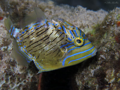 Baby Triggerfish