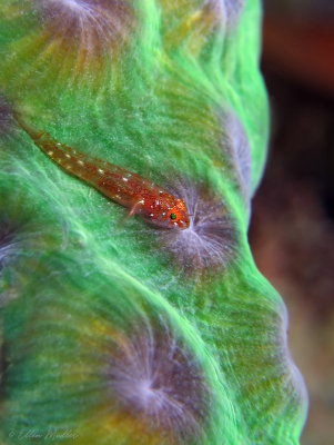 Pygmy Goby