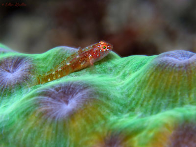 Pygmy Goby