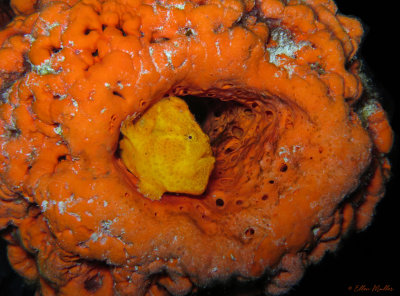 Yellow and Orange