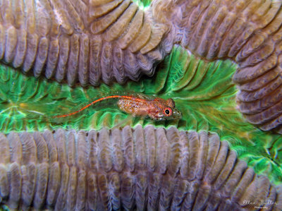 Glass Blenny