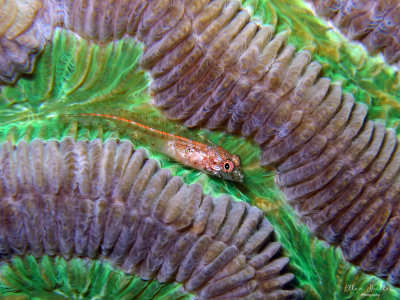 Glass Blenny