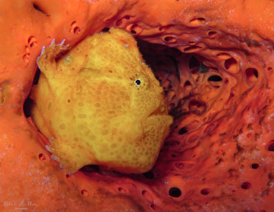 Yellow and Orange