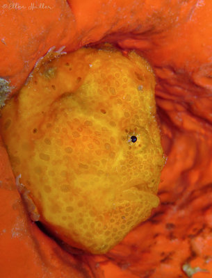 Yellow Frogfish