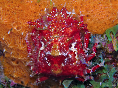 Macrocoeloma concavum