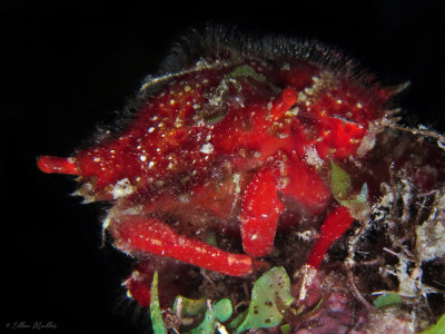 Macrocoeloma concavum