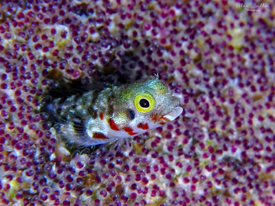 Blenny & SM Eggs