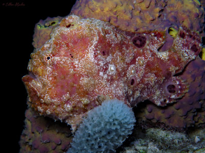 Frogfish