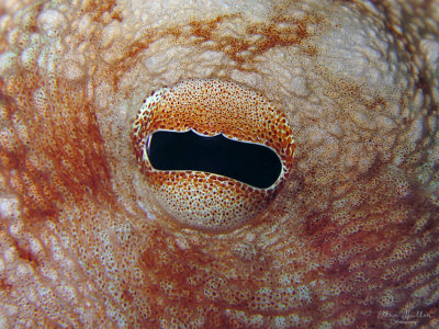 Octopus Eye