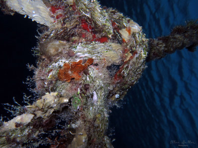 Frogfish on a Rope