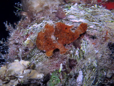 Frogfish on a Rope