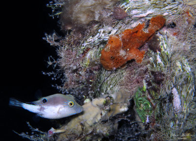 Frogfish & Sharpnose Puffer