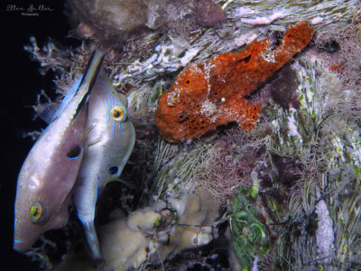 Sharpnose Puffers & Frog
