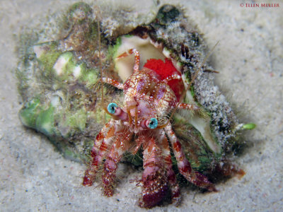 Stareye Hermit w/Eggs