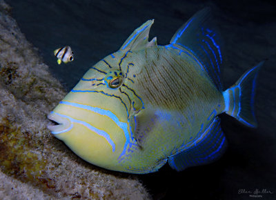 Queen Trigger & Baby Butterflyfish