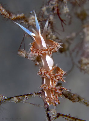 Coryphella verta