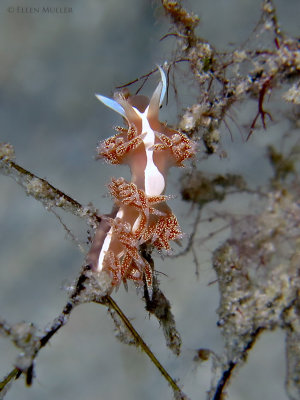 Coryphella verta