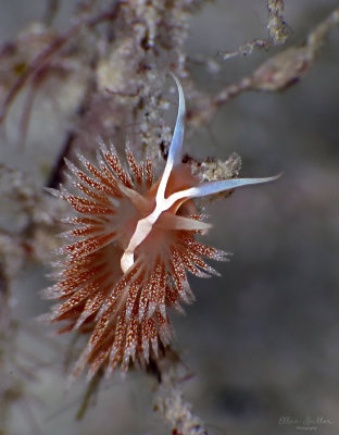 Coryphella verta