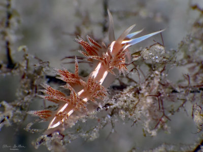 Coryphella verta