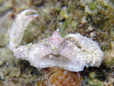 Celatopesia concava