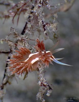 Coryphella verta