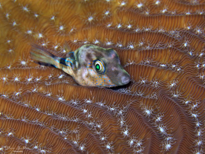 Sharpnose Puffer on Coral