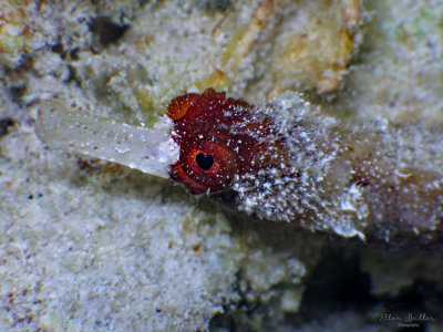 Whitenose Pipefish